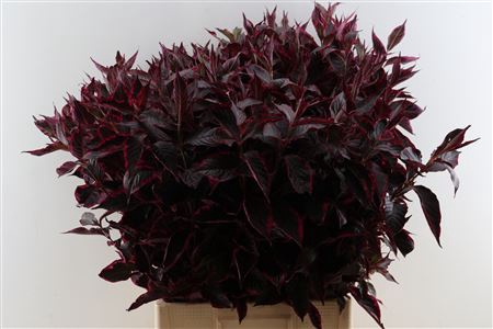 <h4>Weigelia Opgetrokken Rood</h4>