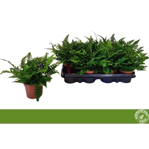 POLYSTICHUM TSUSSIME