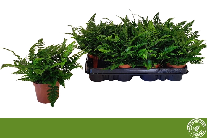 <h4>POLYSTICHUM TSUSSIME</h4>