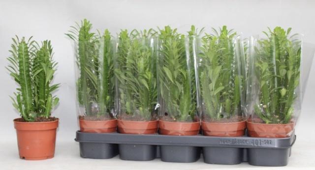 <h4>EUPHOR TRIGONA</h4>