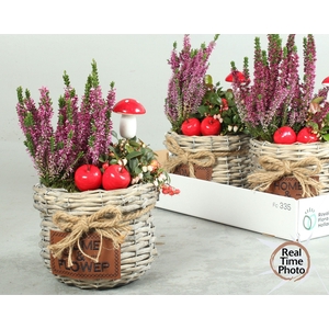 ARR TUINPLANTEN