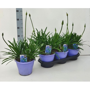 Agapanthus Crystal Line