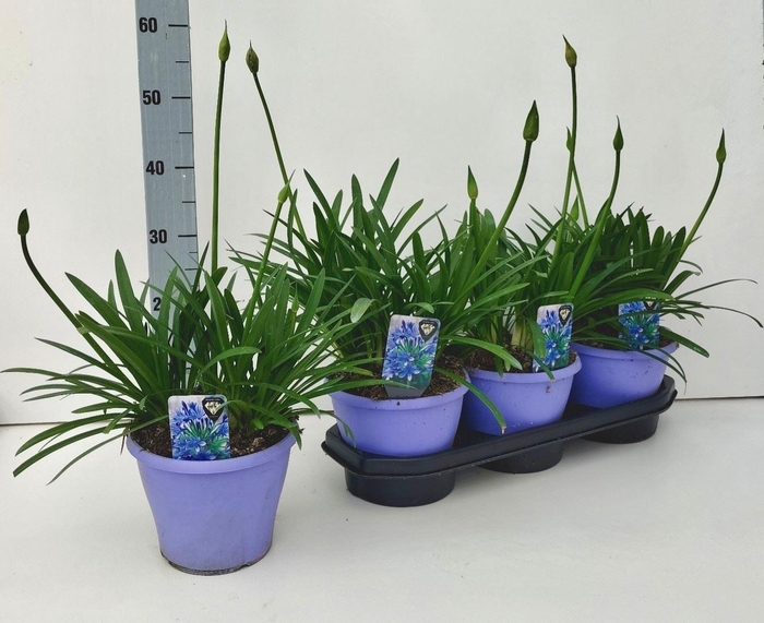 <h4>Agapanthus Crystal Line</h4>