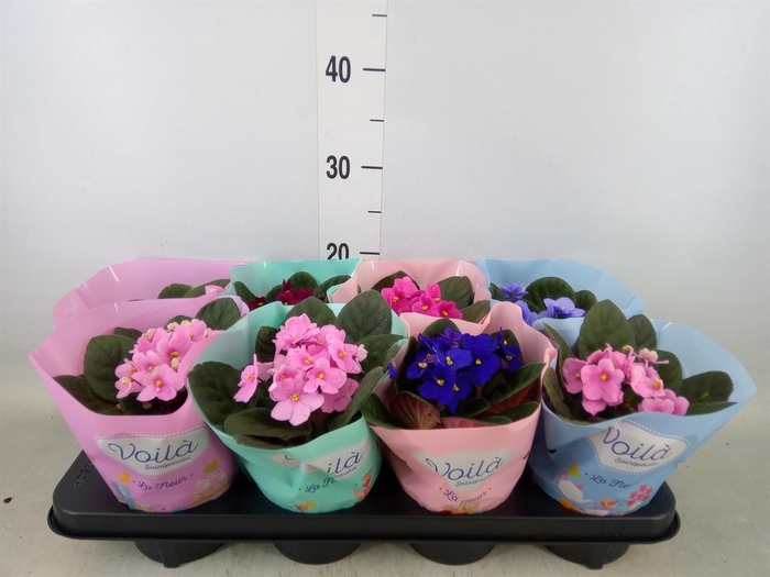 <h4>Saintpaulia   ...mix</h4>