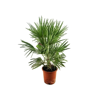 Chamaerops humilis