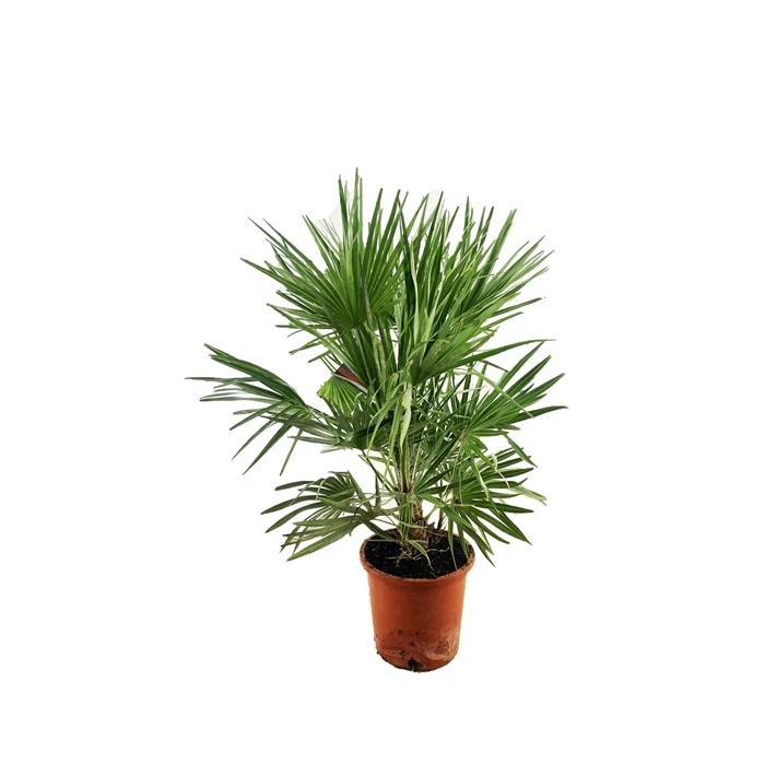 <h4>Chamaerops humilis</h4>