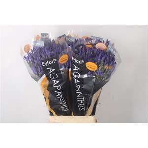 Agapanthus Eyfori Blue