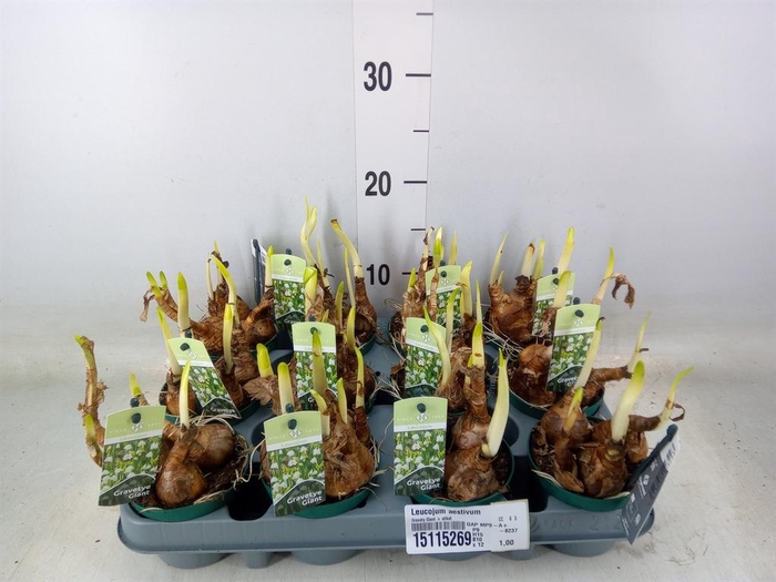 <h4>Leucojum aestivum</h4>