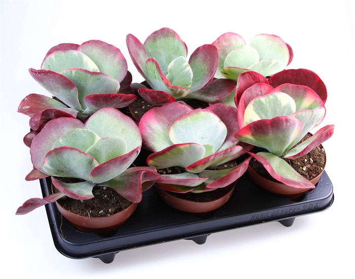 <h4>Kalanchoe NF thyrsiflora 'Red Lips'</h4>