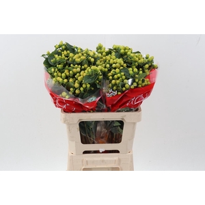 Hyp Smiley Rom Spray