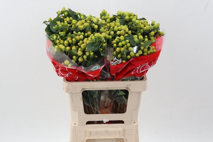 <h4>Hyp Smiley Rom Spray</h4>