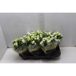 KAL. DOBRADO P15 BRANCO