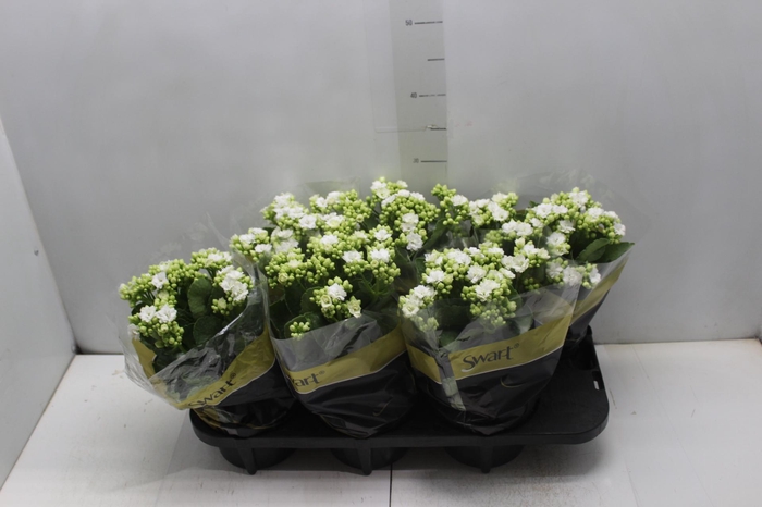 <h4>KAL. DOBRADO P15 BRANCO</h4>