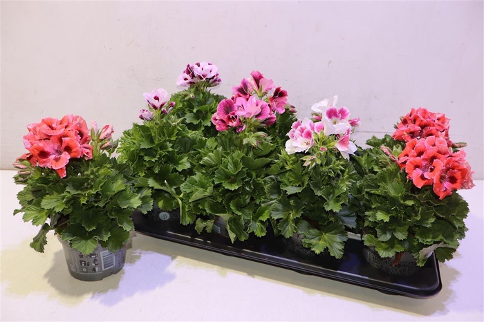 <h4>arr8 Pel Gr Gem Mixtray</h4>