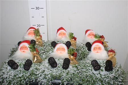 <h4>Solei Sol Groen</h4>