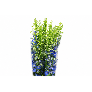 Delph Du Elatum Aurora Blue