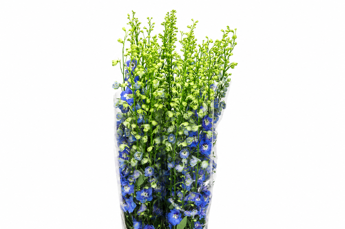 <h4>Delph Du Elatum Aurora Blue</h4>