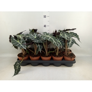 Alocasia amazonica 'Polly'