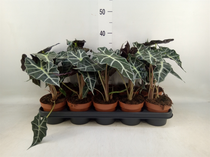 <h4>Alocasia amazonica 'Polly'</h4>