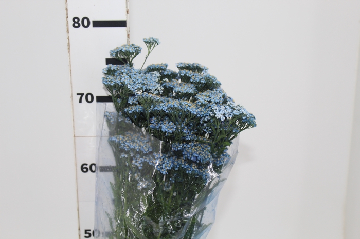 <h4>ACHILLEA MILLEFOLIUM AZUL TINTURADA 060 CM</h4>