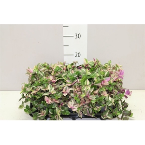Tradescantia Fl Quadricolor