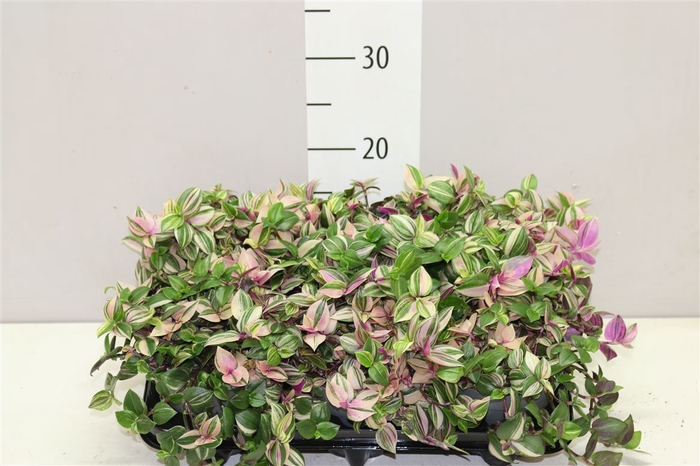 <h4>Tradescantia Fl Quadricolor</h4>