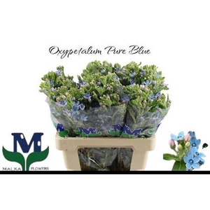 Oxy Co Tan Pure Blue