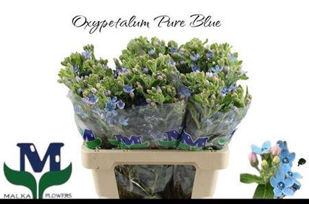 <h4>Oxy Co Tan Pure Blue</h4>