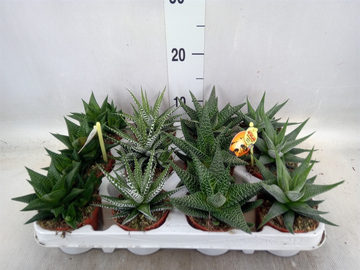 <h4>Haworthia   ...mix</h4>