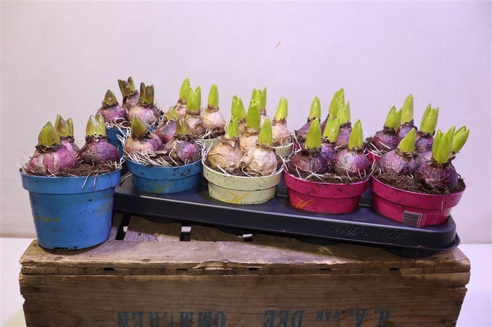 <h4>Hyacin Gem 3 Kl</h4>