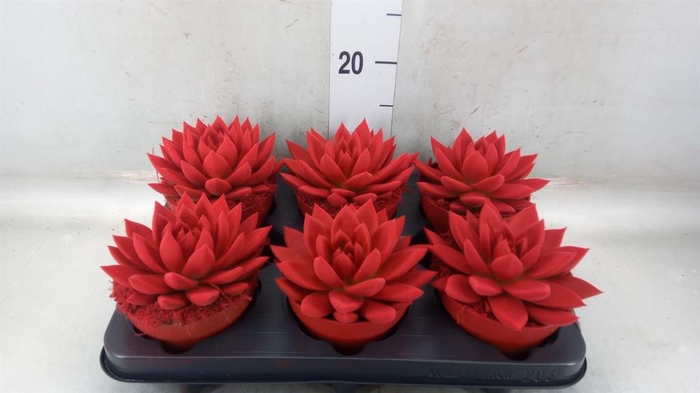 <h4>Echeveria  'Miranda'</h4>