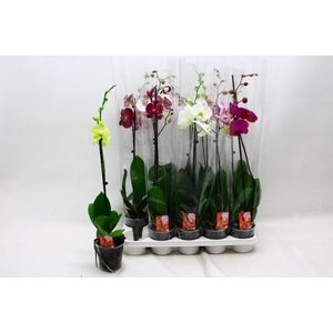 PHAL GEM