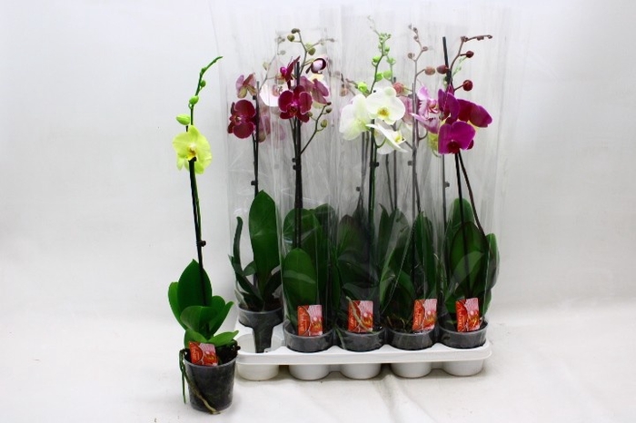 <h4>PHAL GEM</h4>