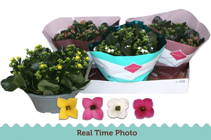 <h4>KAL EN GEM 4 KL</h4>