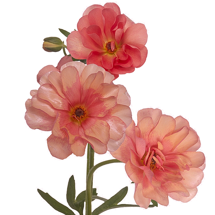 <h4>Ranunculus Butterfly Eris</h4>