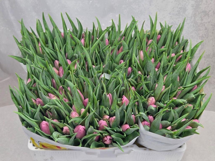 <h4>Tulipa si aafke</h4>