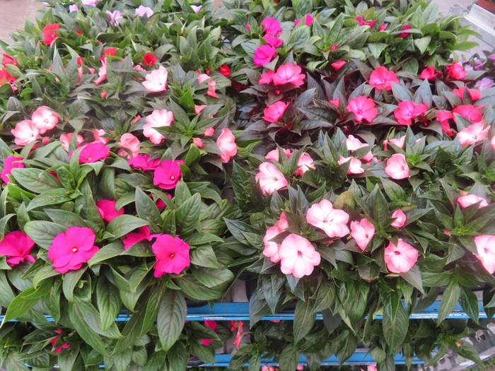 <h4>Impatiens New. mixkar 4 k</h4>