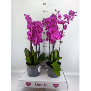Phalaenopsis 'Ant Lusaka'