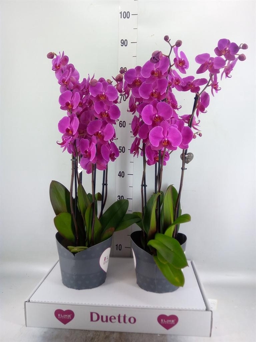 <h4>Phalaenopsis 'Ant Lusaka'</h4>