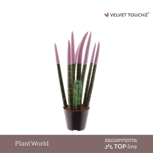 Sansevieria VELVET TOUCHZ® Pastel Paars