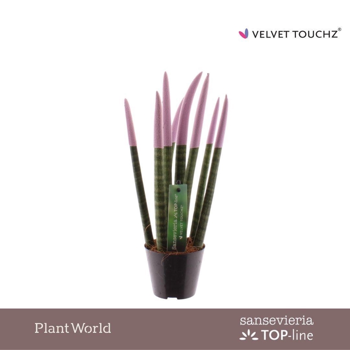<h4>Sansevieria VELVET TOUCHZ® Pastel Paars</h4>