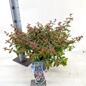 Abelia grandiflora 'Sherwood'