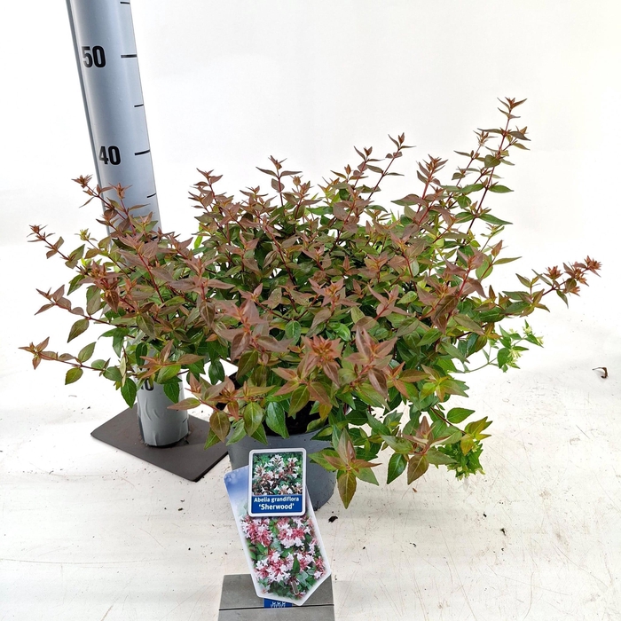 <h4>Abelia grandiflora 'Sherwood'</h4>
