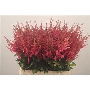 Astilbe Else Schluc