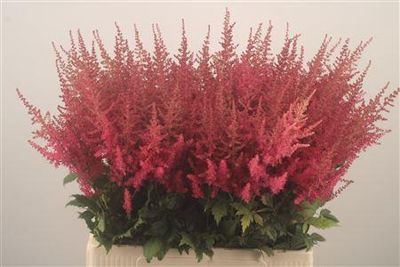 <h4>Astilbe Else Schluc</h4>