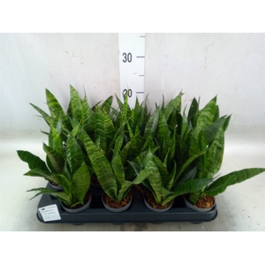 Sansevieria trifa. 'Black Coral'