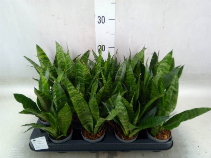 <h4>Sansevieria trifa. 'Black Coral'</h4>