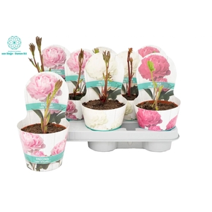 PAEONIA OV
