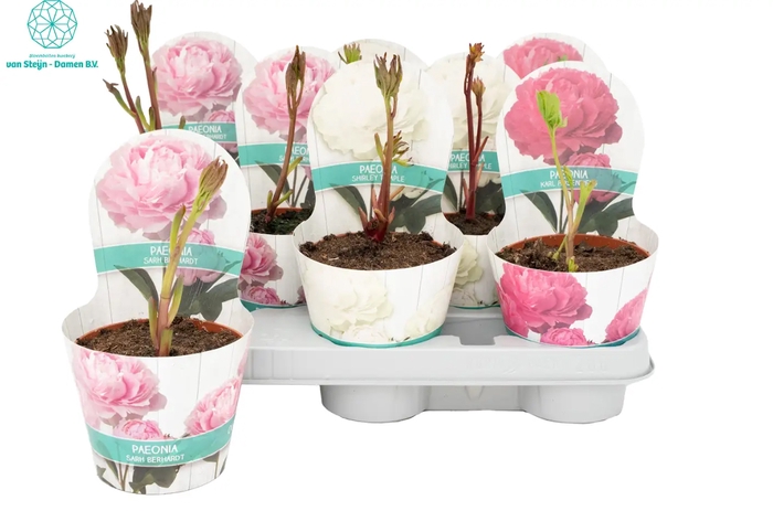 <h4>PAEONIA OV</h4>