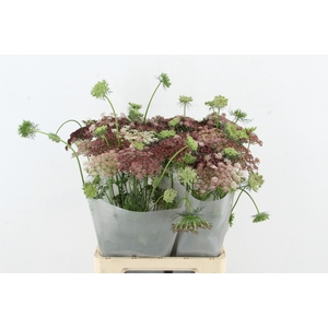 DAUCUS CAROTA DARA